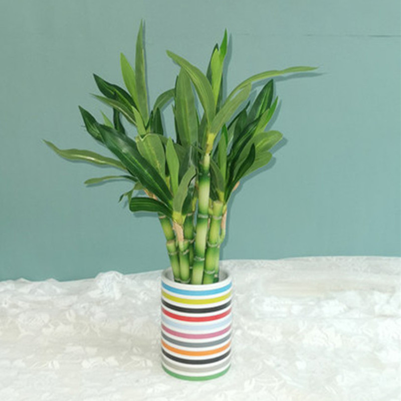 새로운 40cm rFtificial 행운의 대나무 즙이 - Echeveria Succulent 리뷰 및 가격