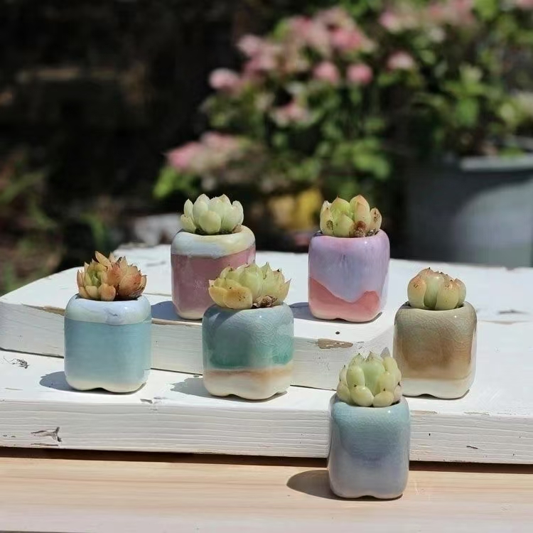 6Pcs 미니 화분 다육 식물 작은 다육 식물 도자기  - Echeveria Succulent 리뷰 및 가격